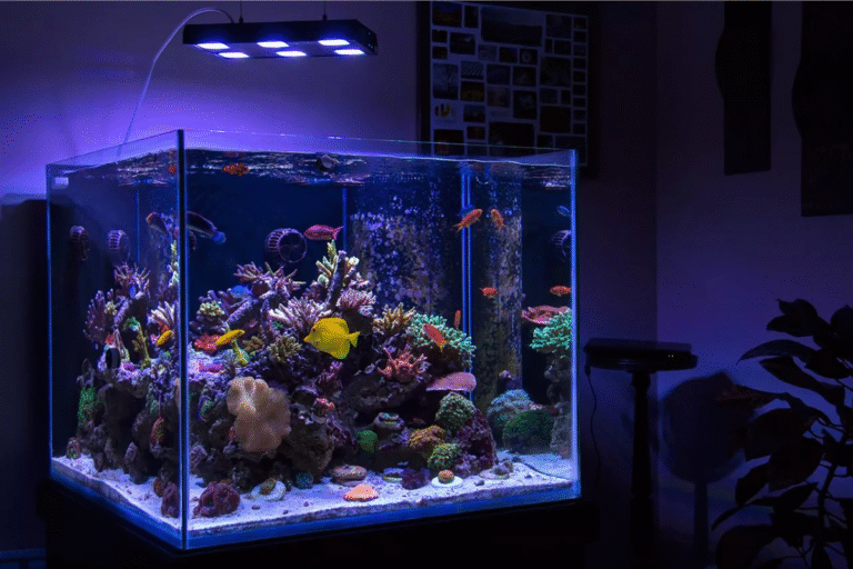 Types of fish tanks