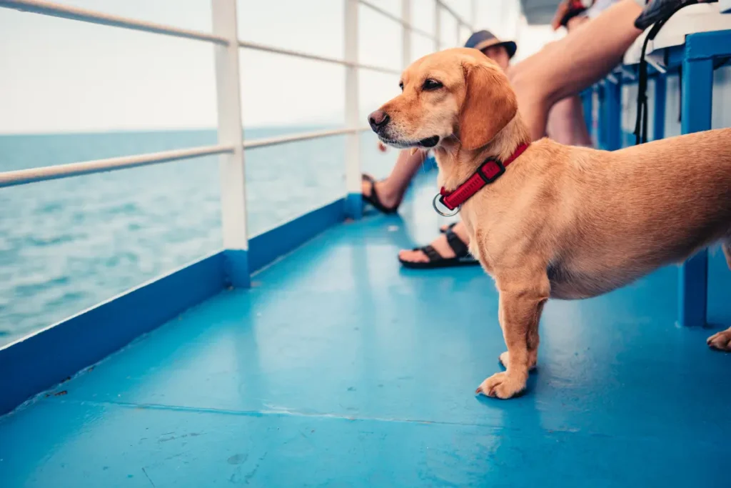 Pet-Friendly Ferry Travel