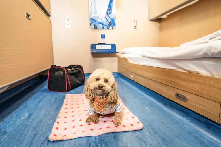 How to Book a Pet Friendly Ferry Holiday Smoothly Pet Friendly Ferry Holiday