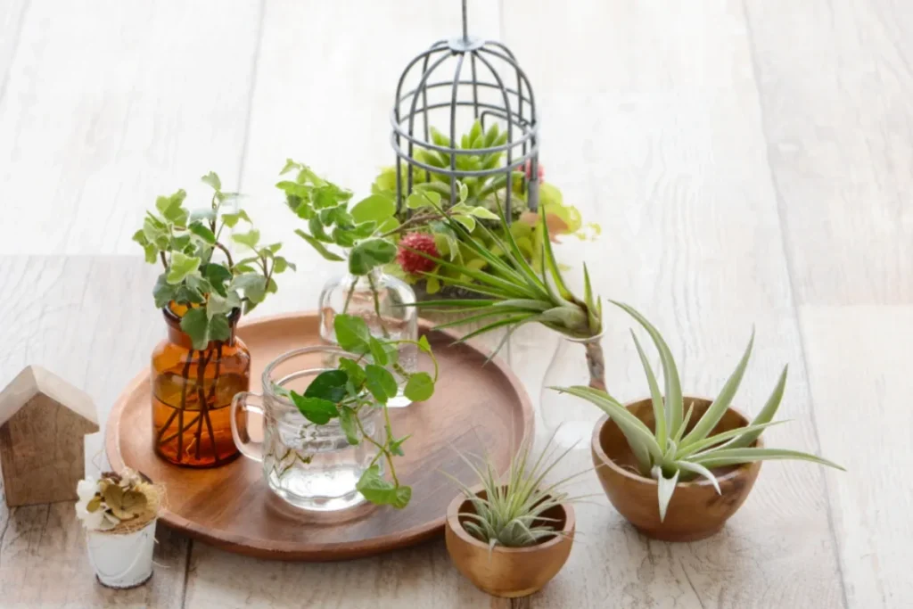 Nature Inspired Gifts