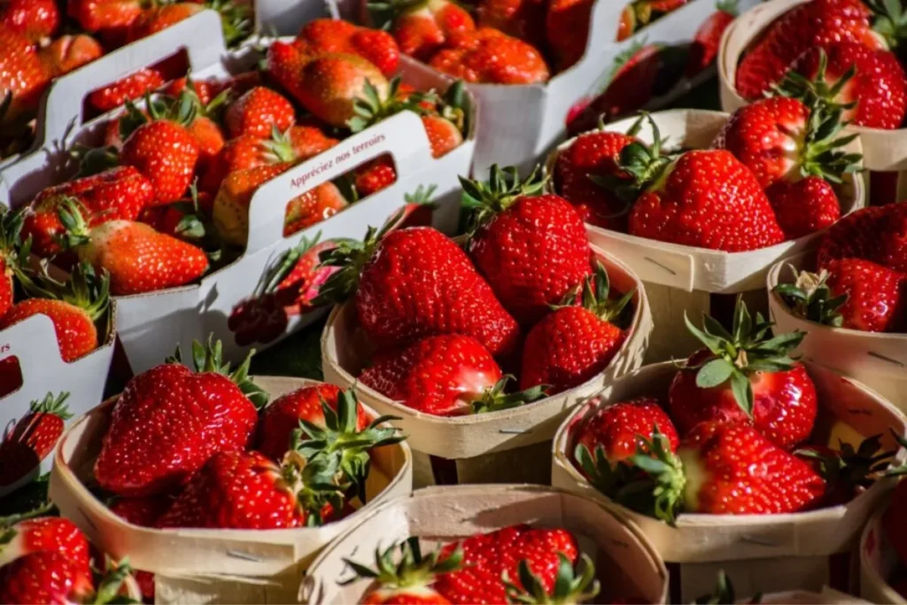 Best Strawberry Plant Varieties
