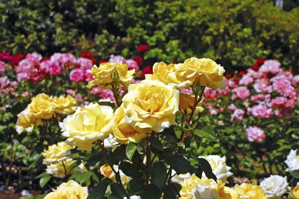Rose Bush Varieties That Bring Lasting Beauty to Your Garden